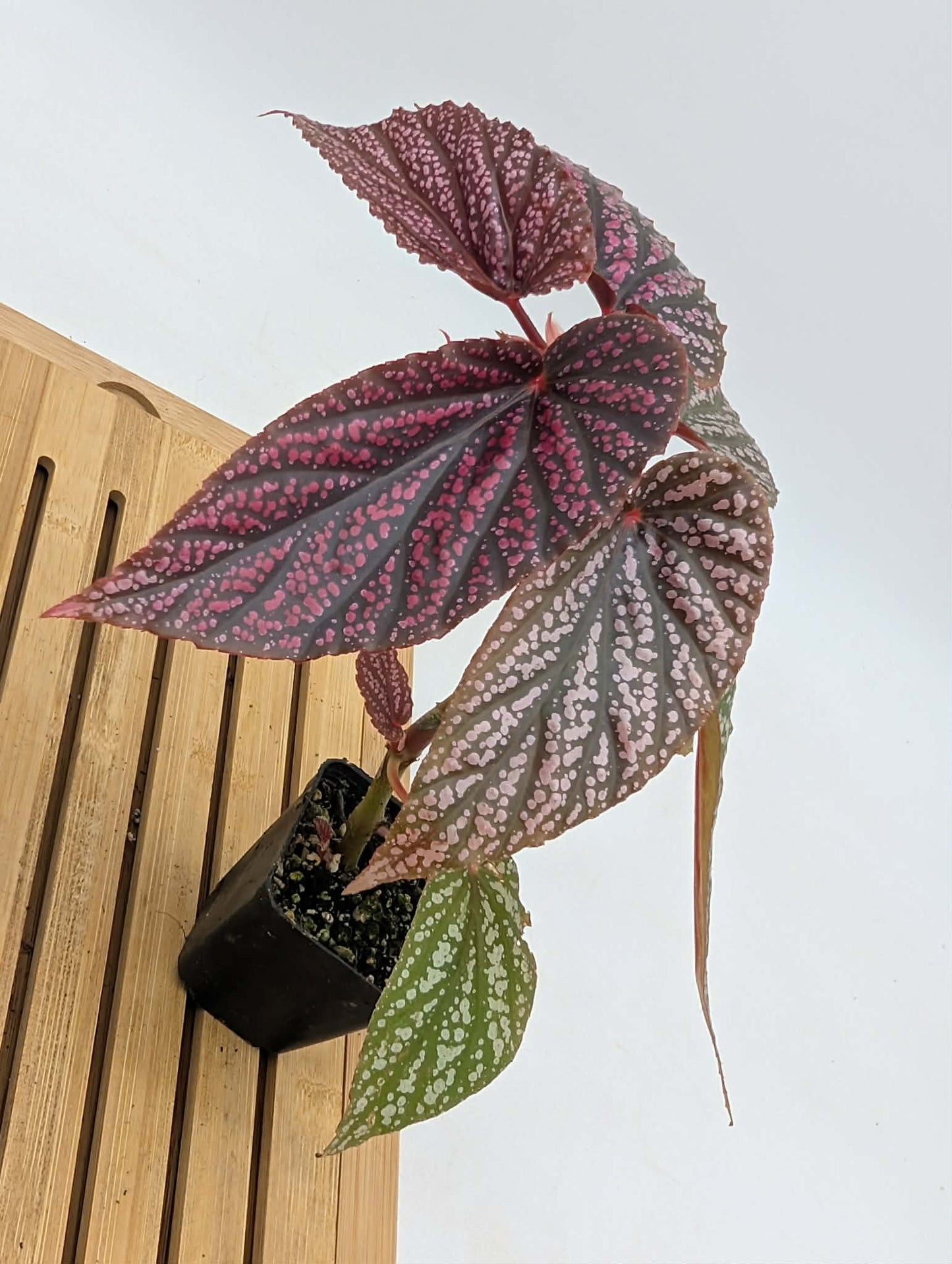 Begonia Pink Spot