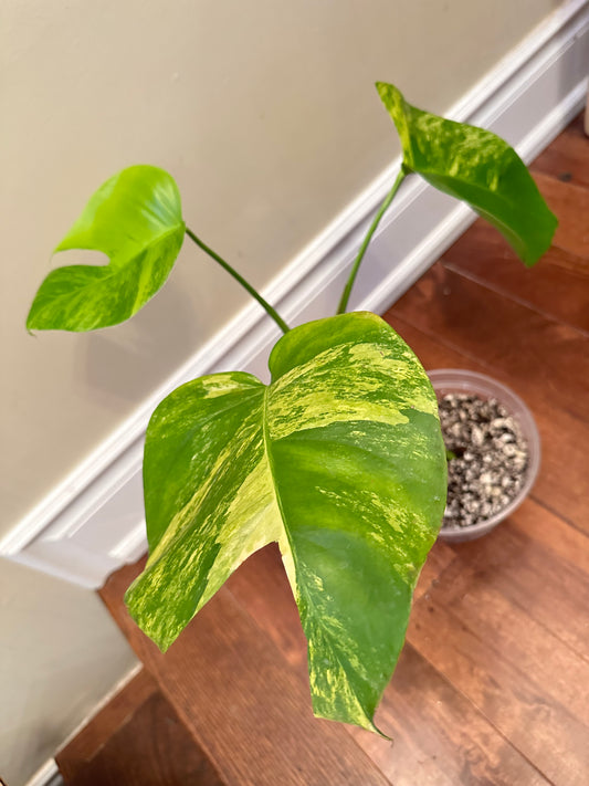 Monstera Aurea