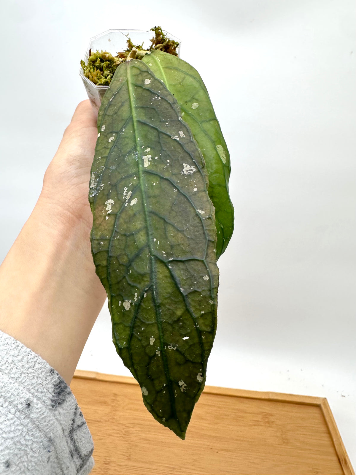 Hoya sp. Tanggamus