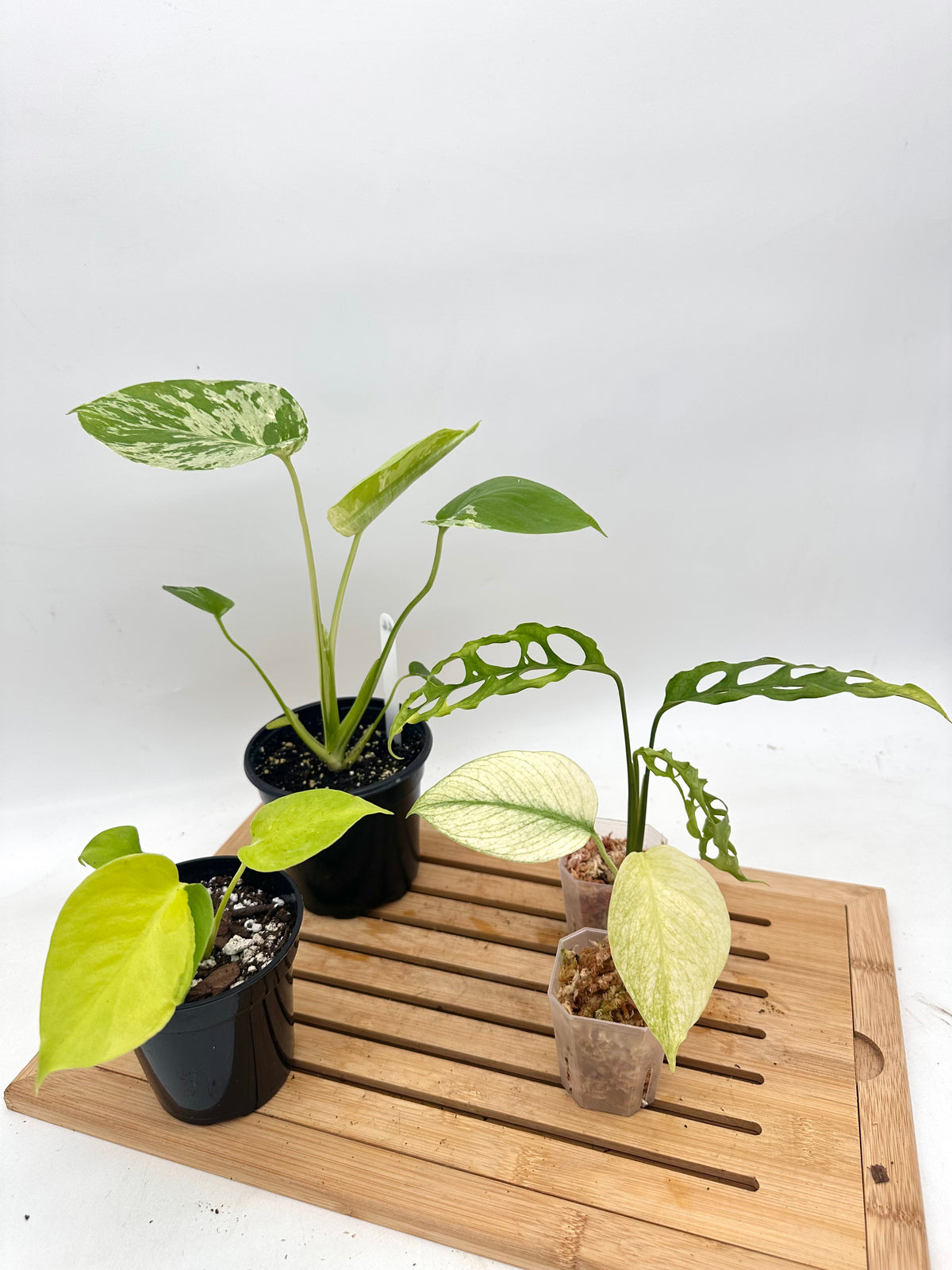 *Bundle Sale - Monstera