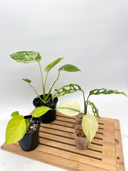*Bundle Sale - Monstera