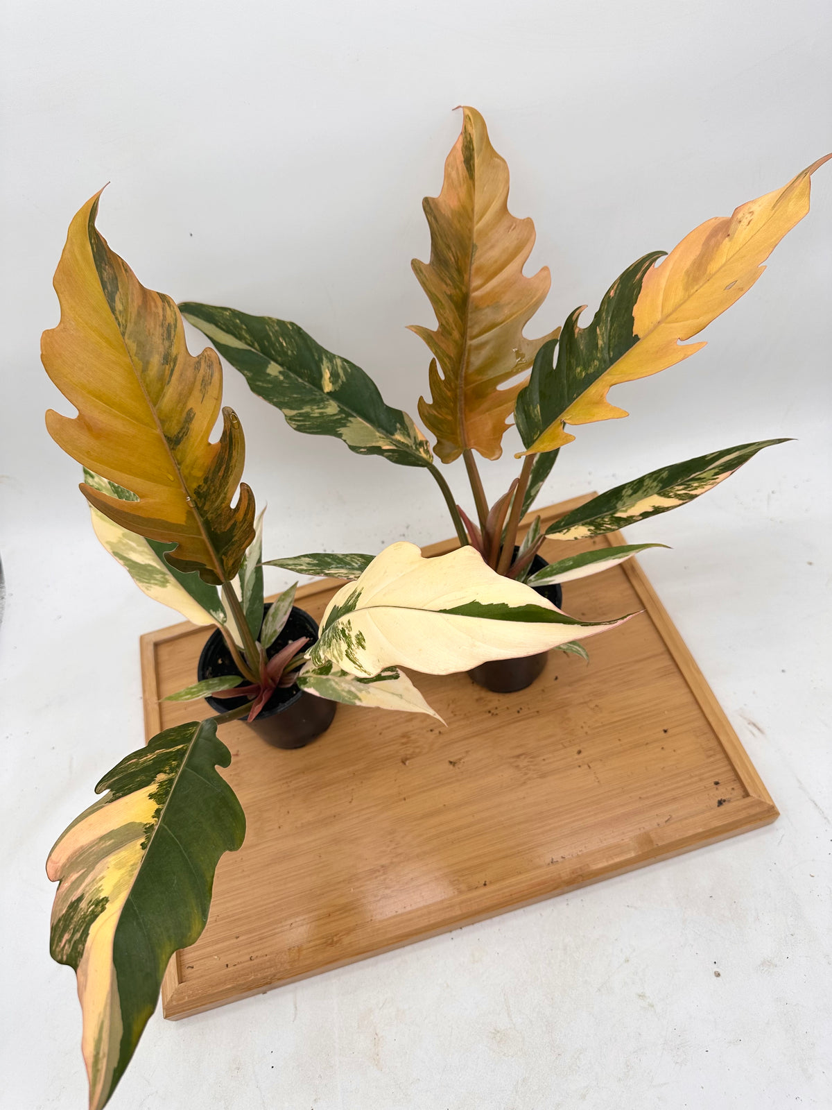 Philodendron Caramel Marble Variegated