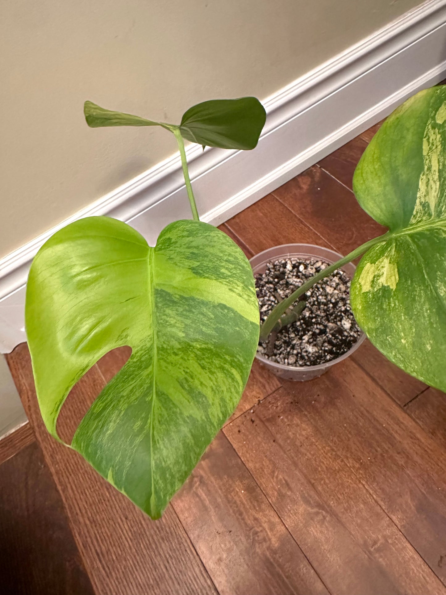 Monstera Aurea