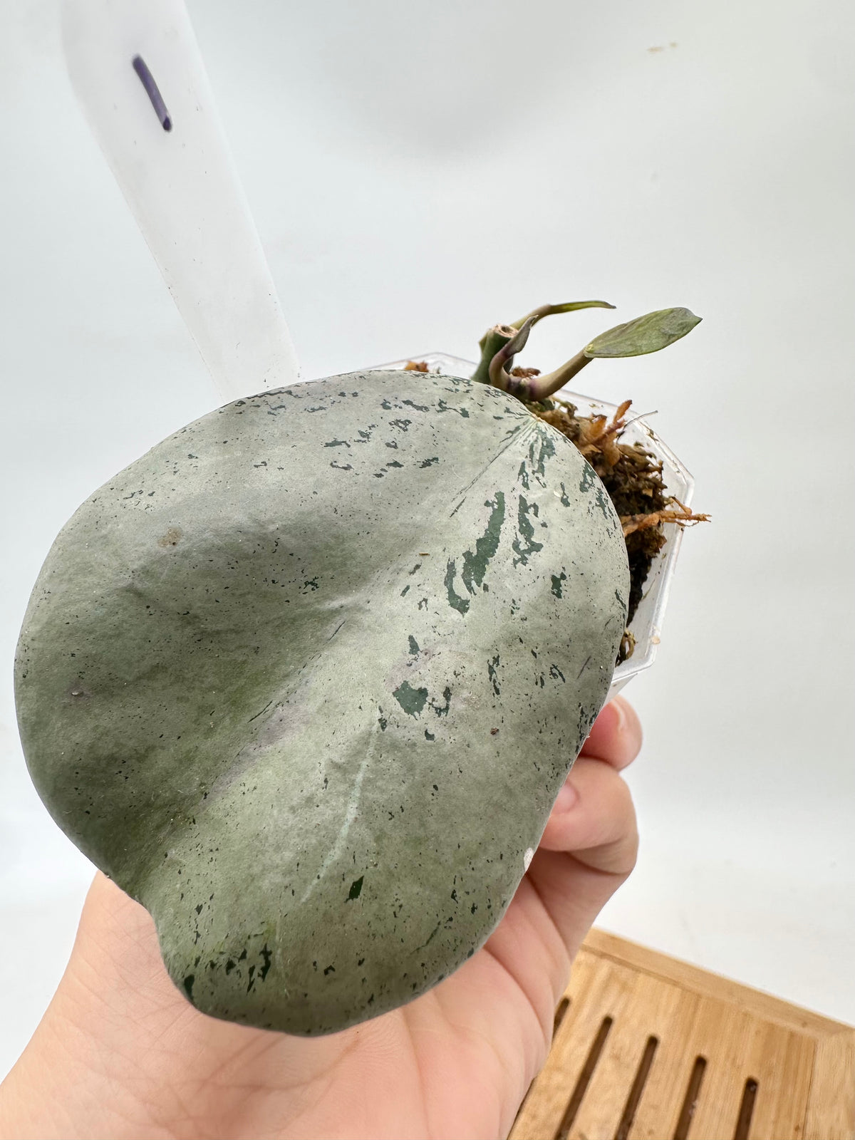 Hoya Chiang Dao Silver - 2 Growths