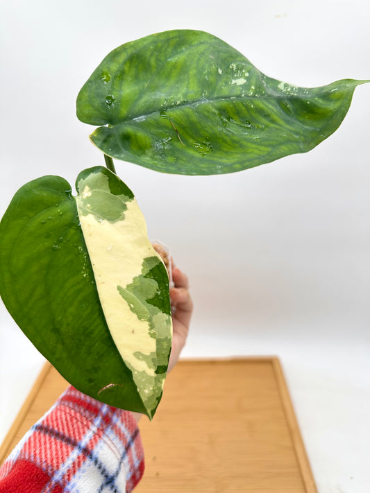 Syngonium Chiapense Albo Variegated