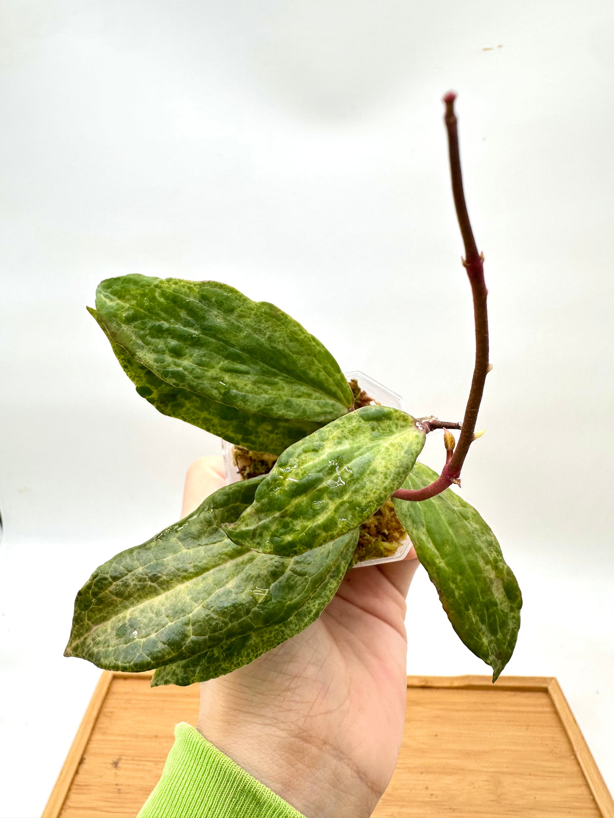 Hoya Crocodile - 2 Growths
