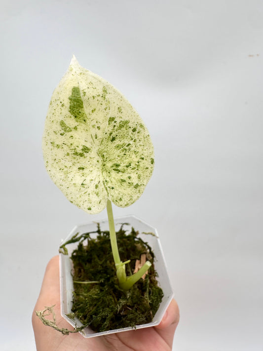 Alocasia Dragon Scale Mint Variegated