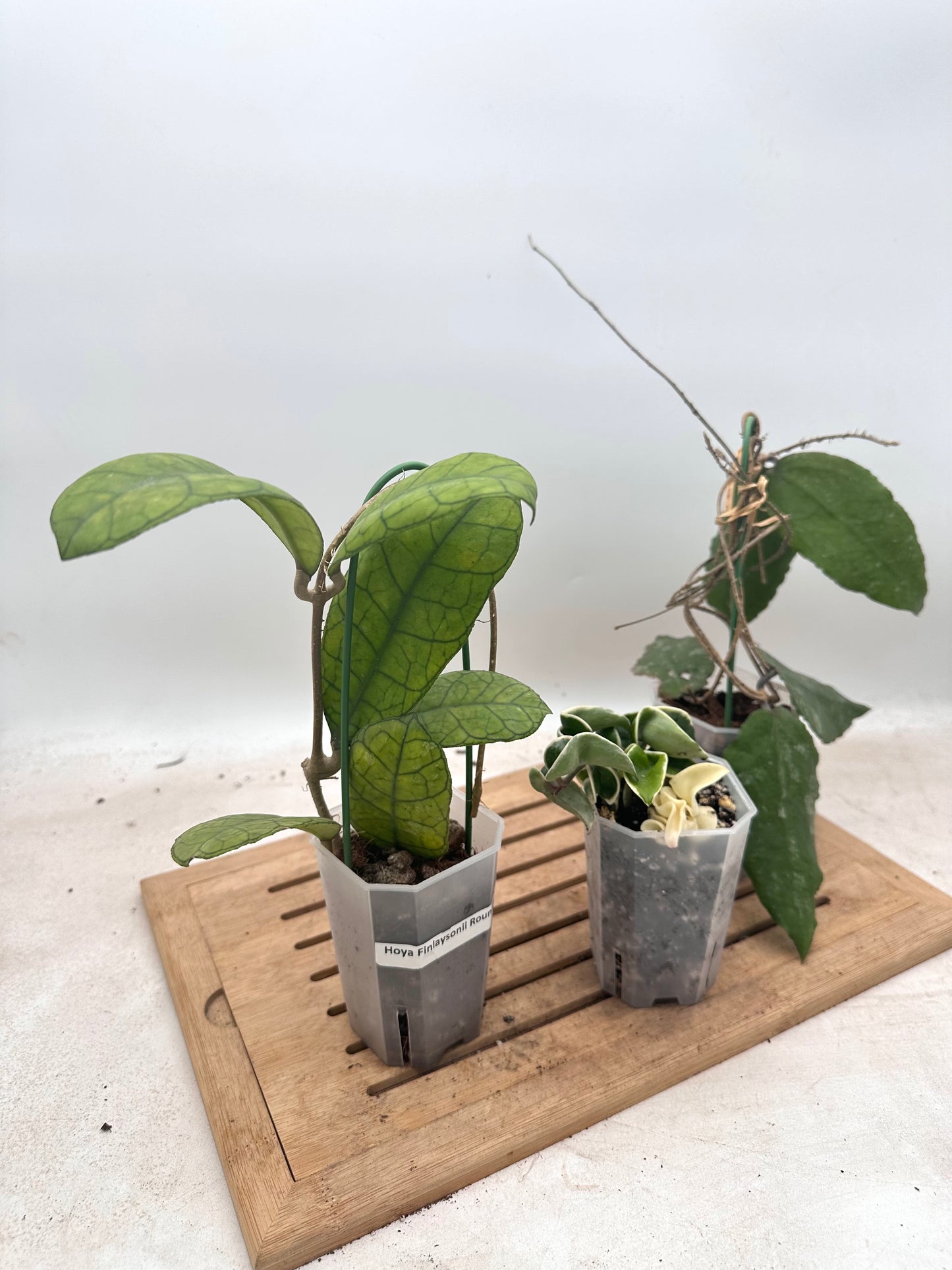 Combo Sale - Hoya Hindu Rope Albo & Hoya Finlaysonii Round Leaf & Hoya Caudata Big Leaves