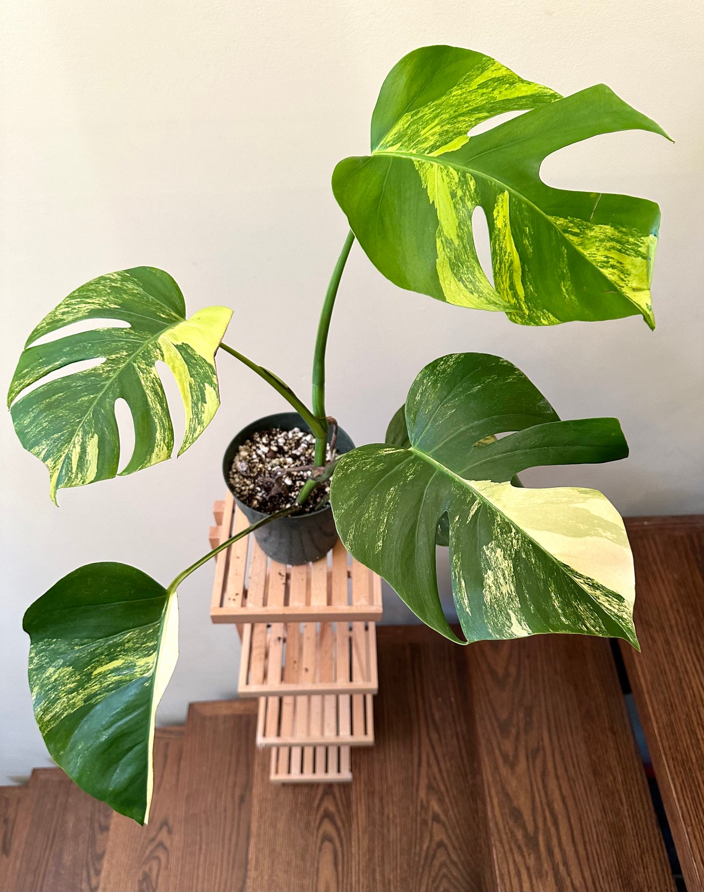 Monstera Aurea