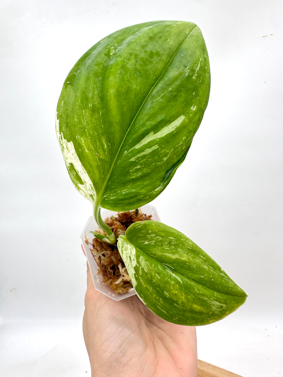 Scindapsus Treubii Variegated