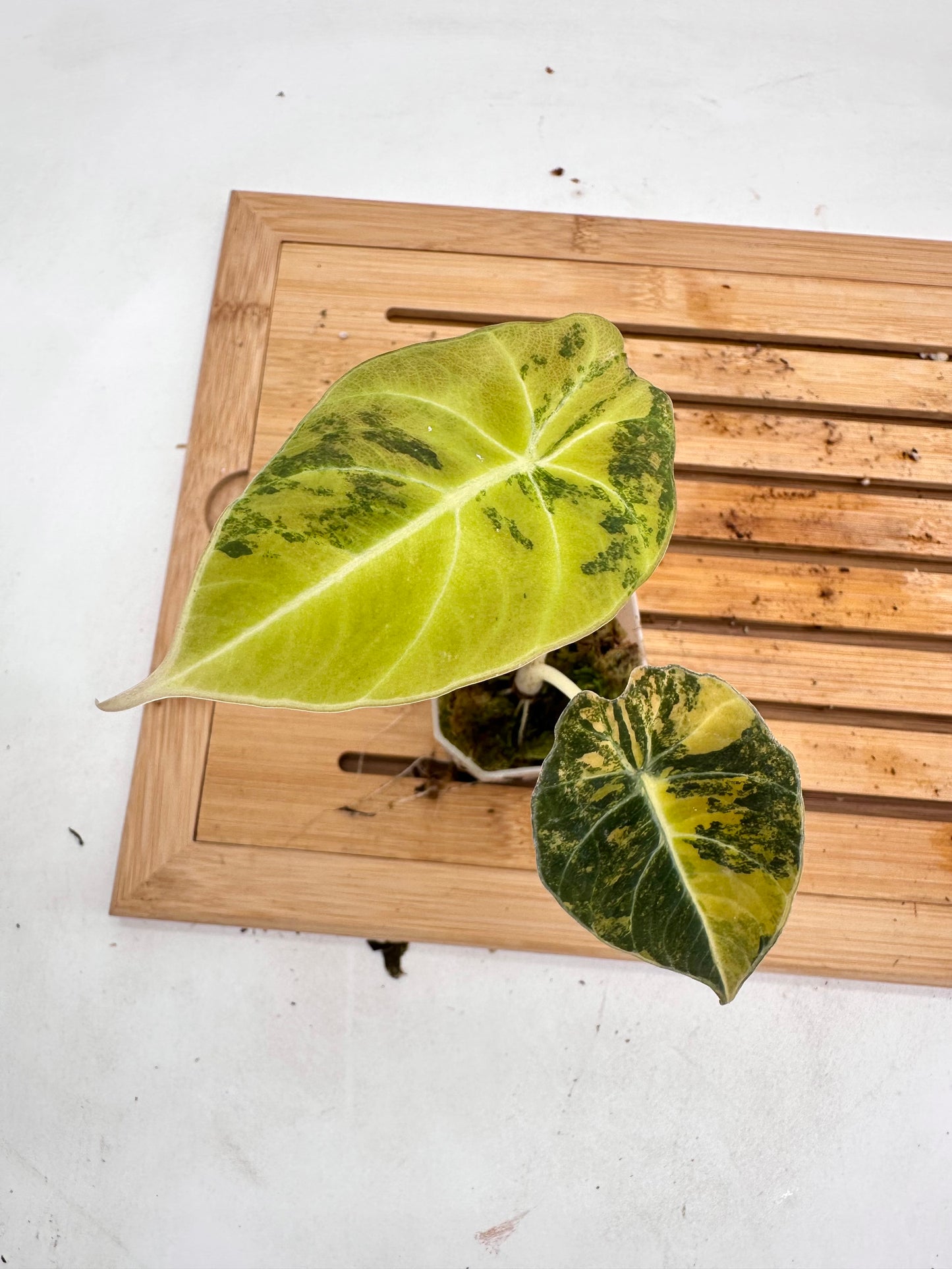 Alocasia Black Velvet Gold Variegated