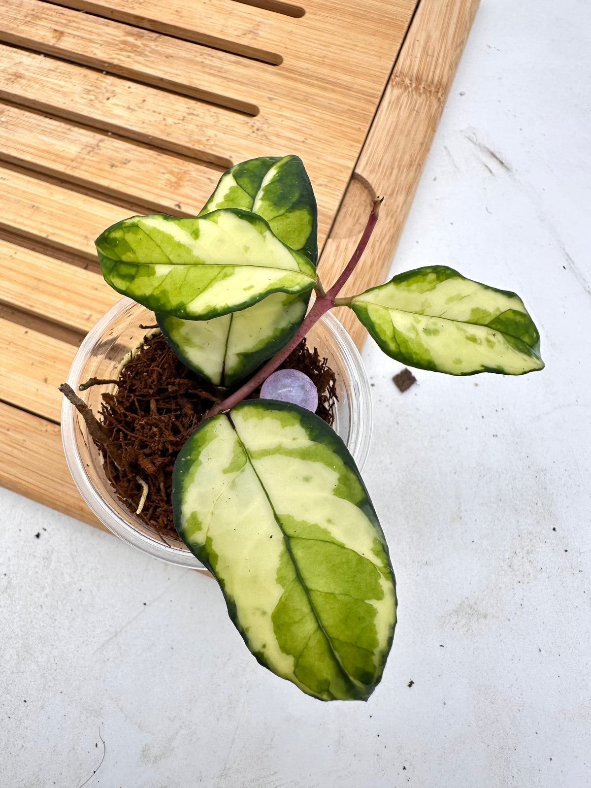 Hoya Crassipetiolata Variegated