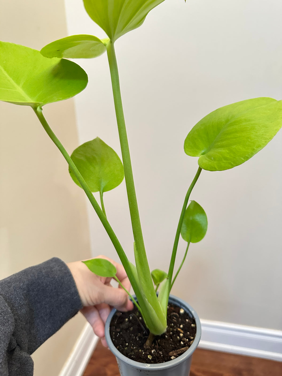 Monstera Lemon Lime