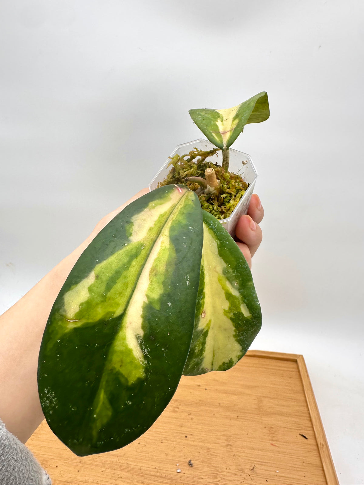 Hoya Diversifolia ‘Maharini’