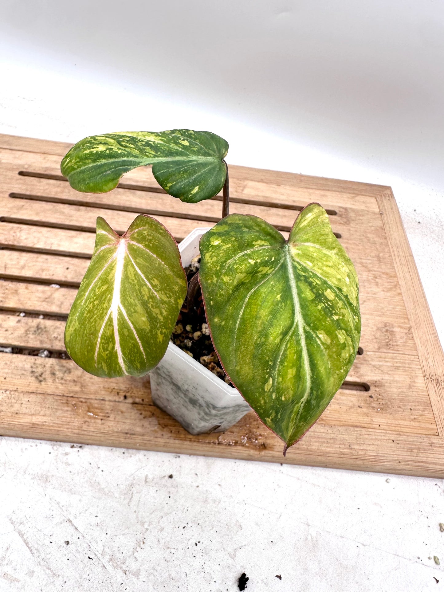 Philodendron Gloriosum Variegated