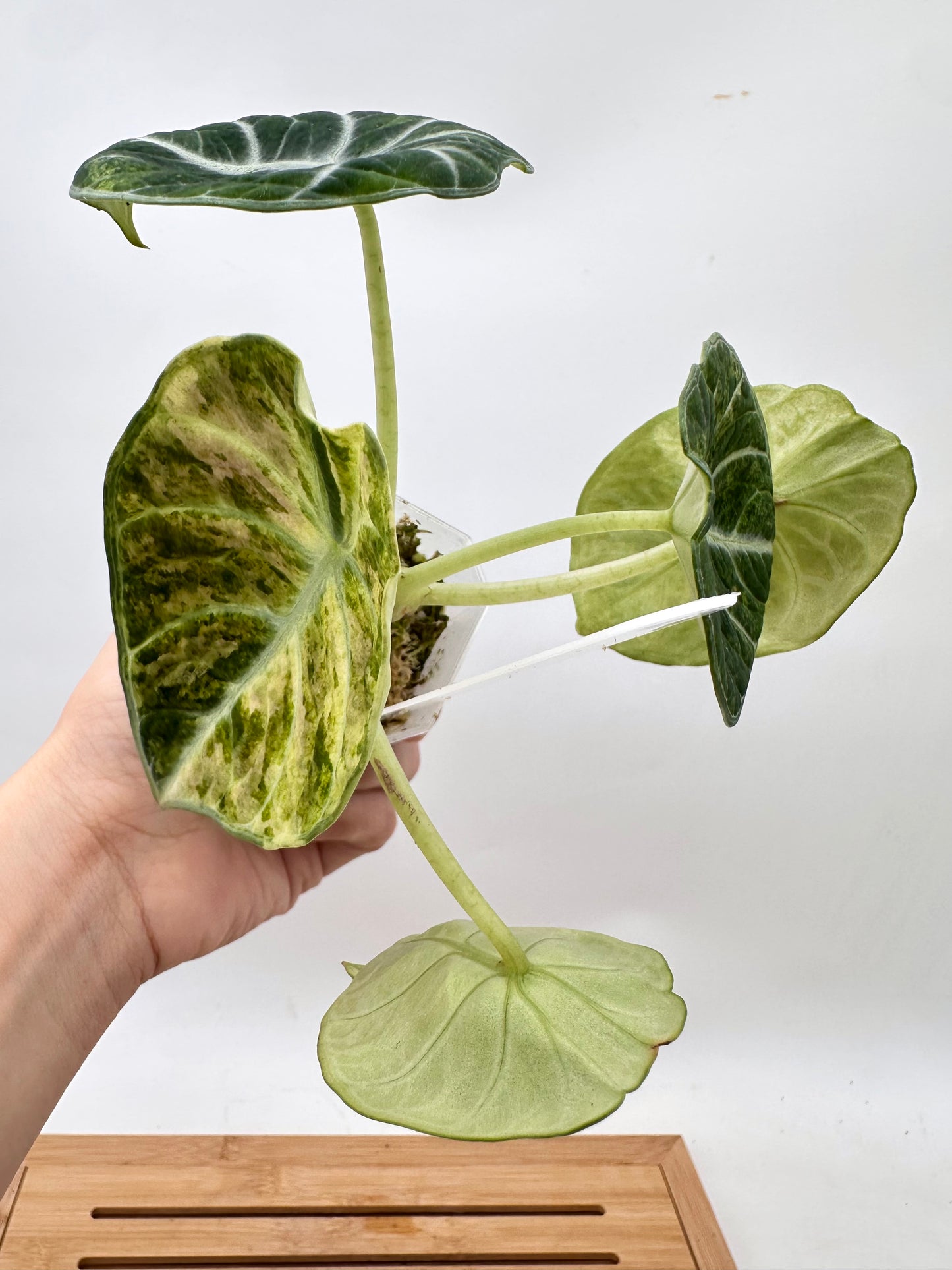 Alocasia Ninja Tri-Color Variegated