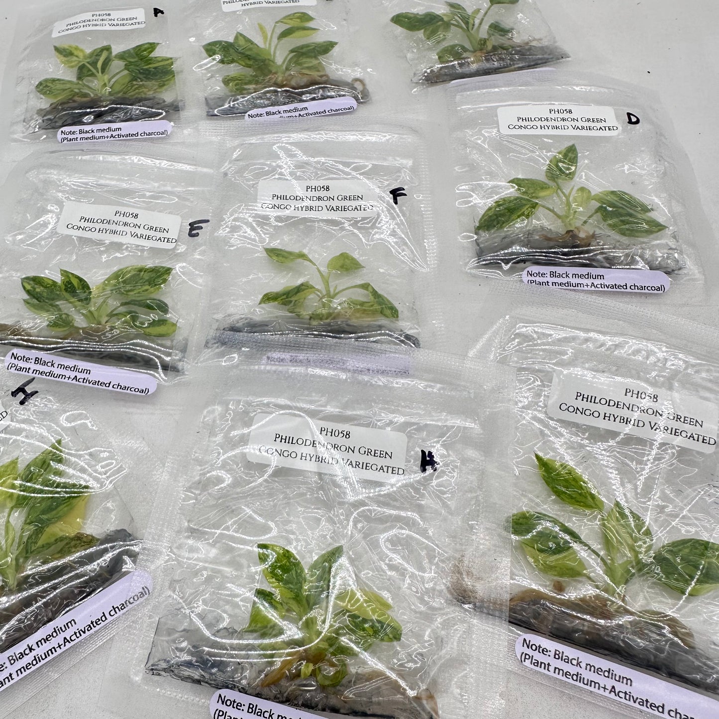 Tissue Culture - Philodendron Green Congo Hybrid Variegated