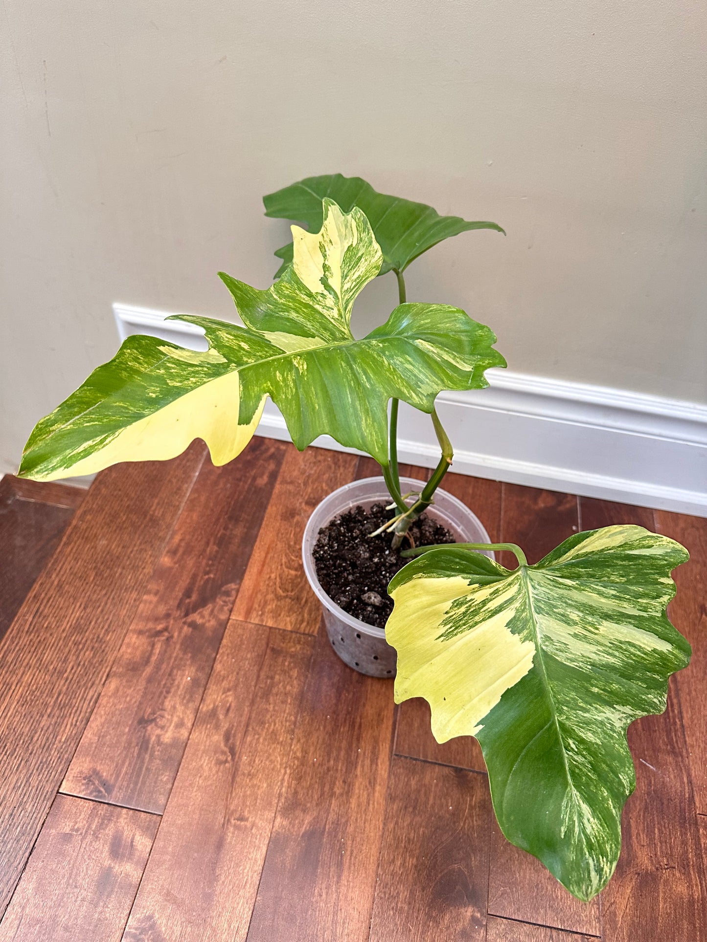Philodendron Mayoi x FB Variegated Size L - August Sale