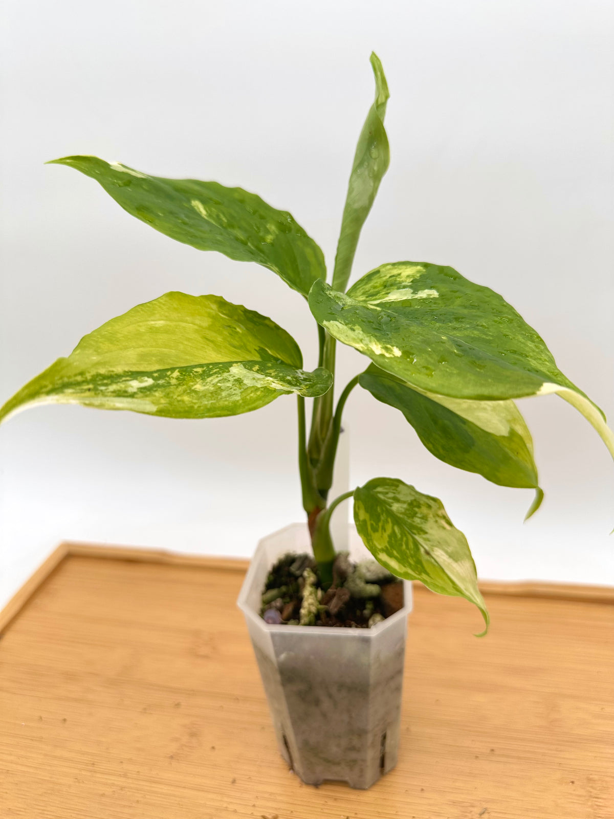 Aglaonema Khan-Hmak Tri-Color Variegated - Rare Find