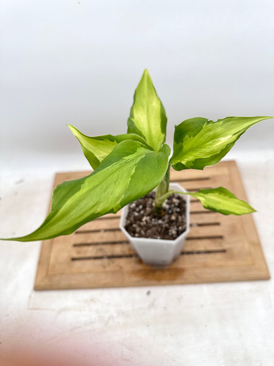 Aglaonema Rio - Rare Find 💚