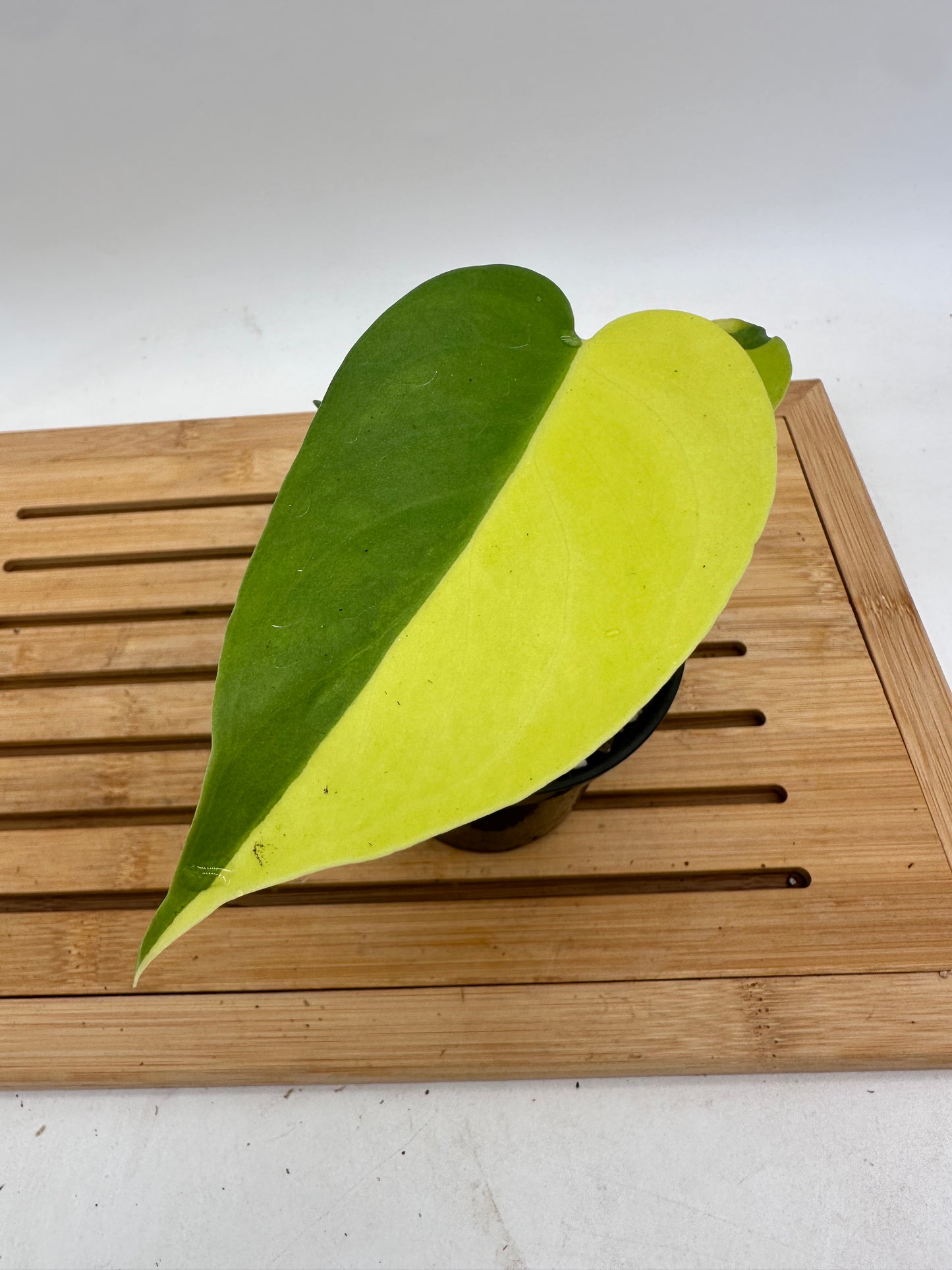 Monstera Light Lime #2