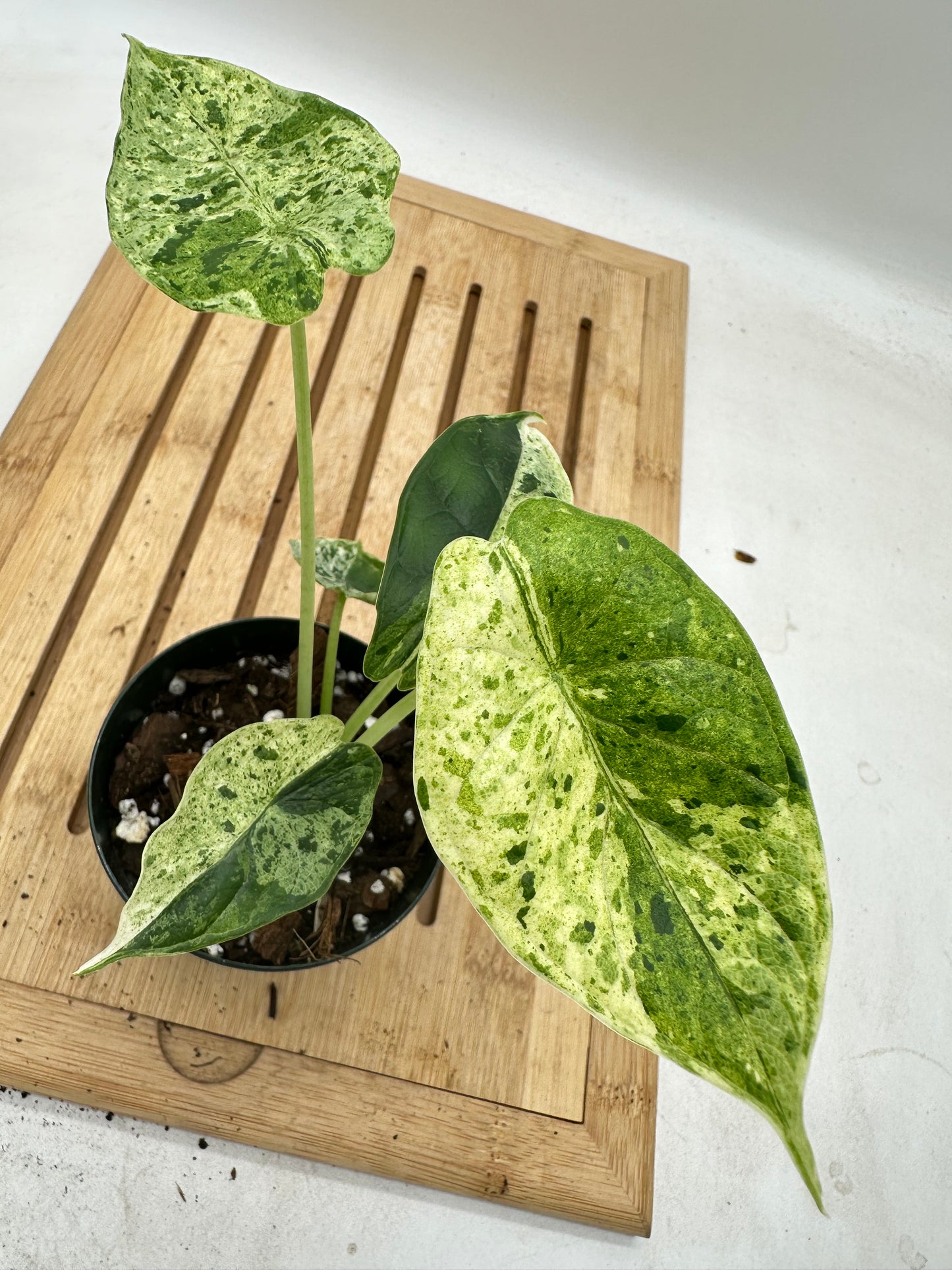 Alocasia Dragon Scale Mint