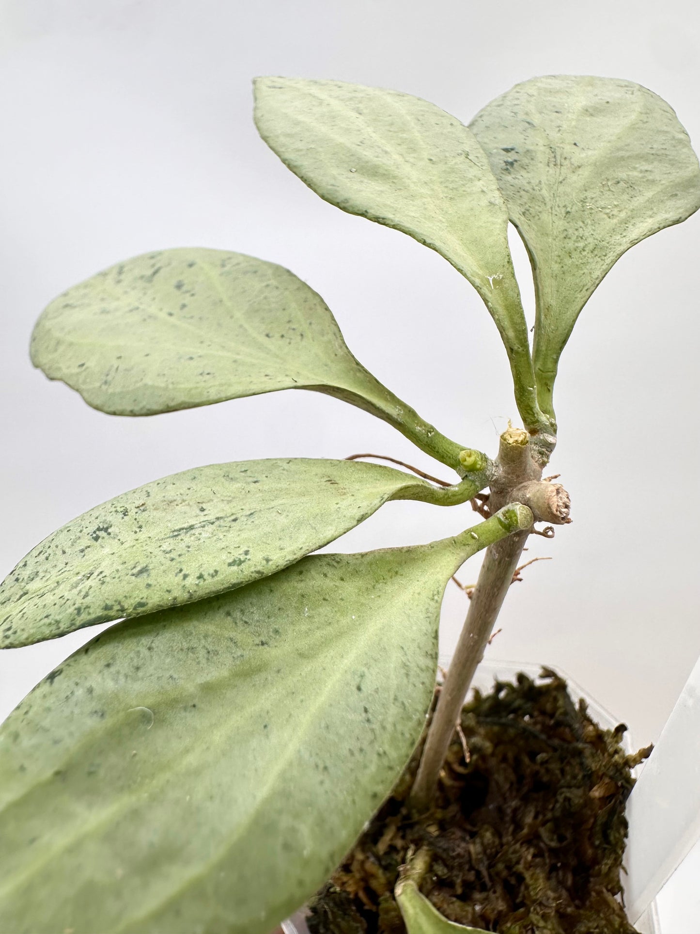 Hoya New Guinea Ghost NGG - Multiple Growths