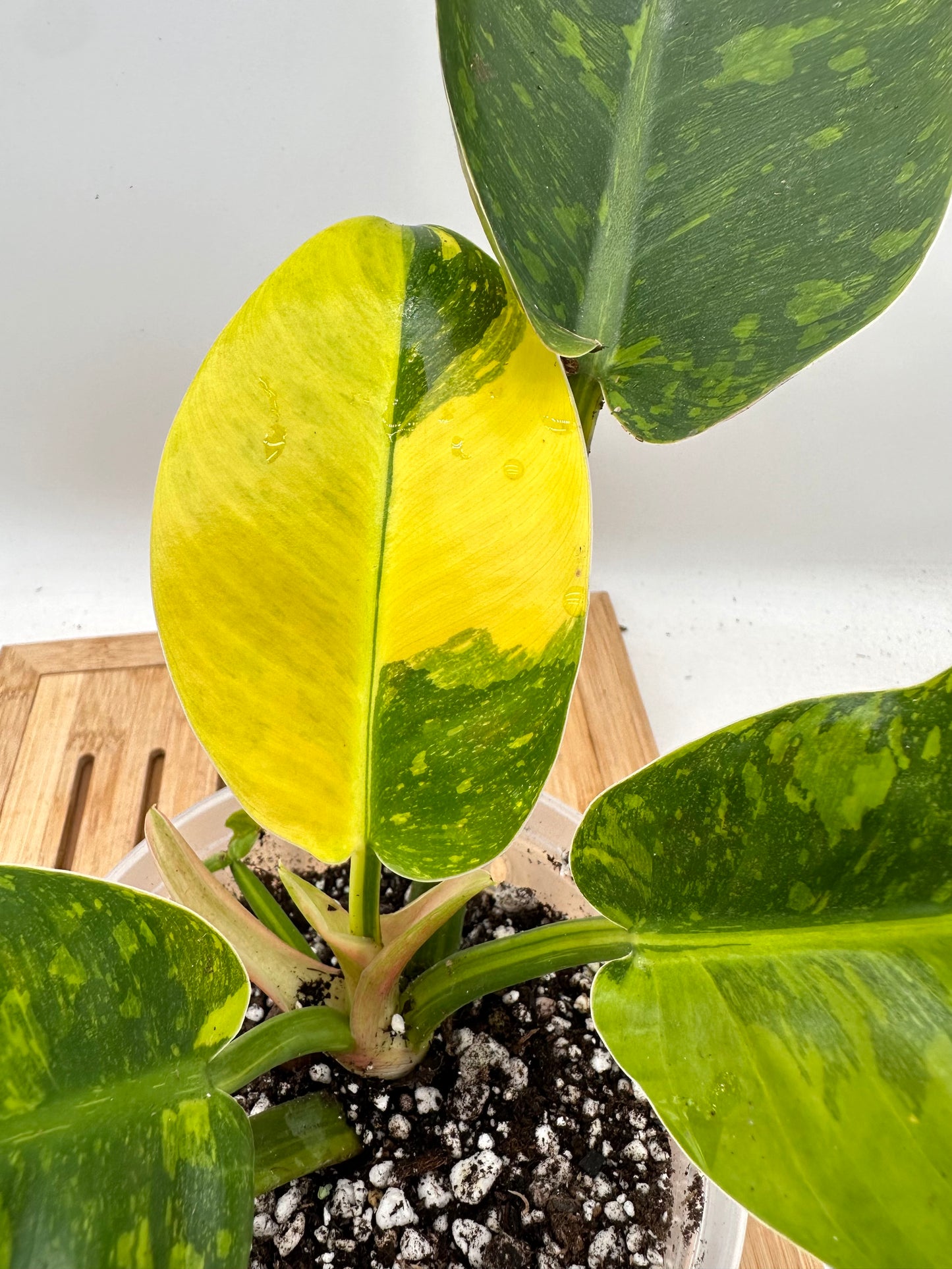 Philodendron Green Congo Nuclear Variegaged (Size M/L)