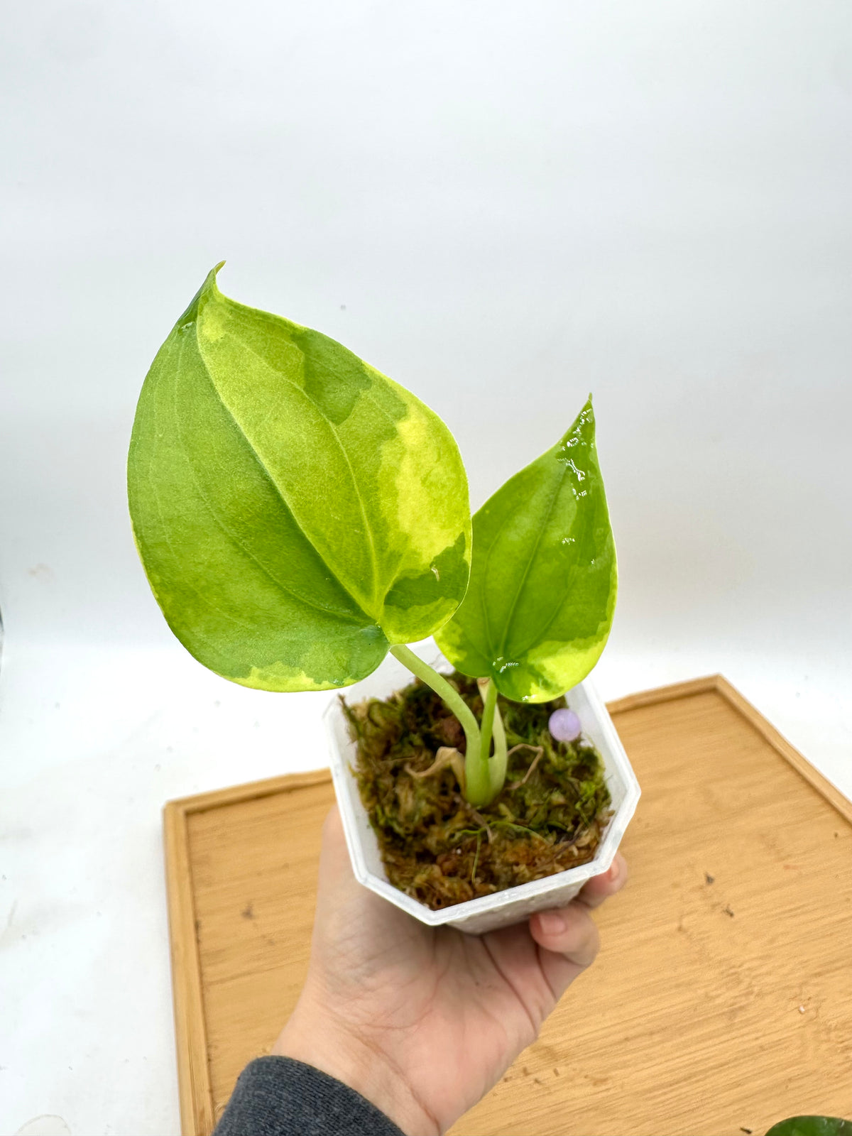 Alocasia Cucullata Variegated