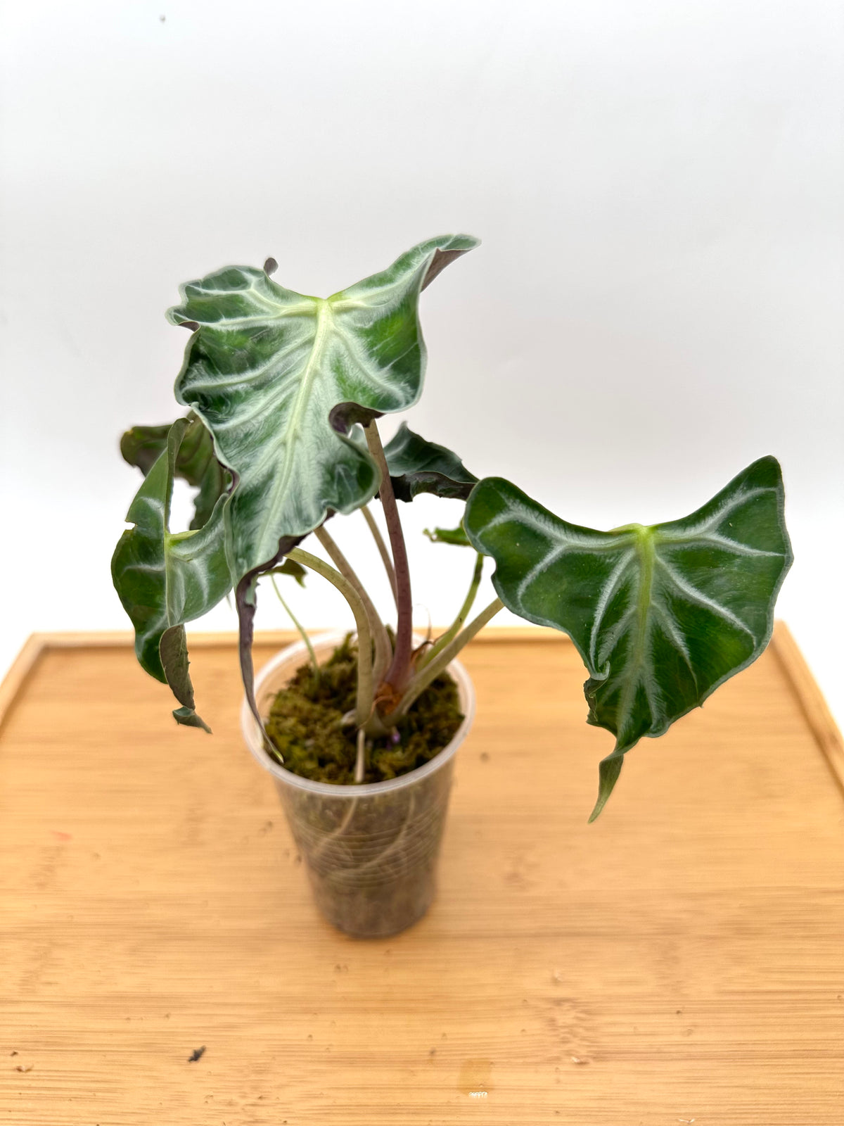 Alocasia Loco - Multiple Growths