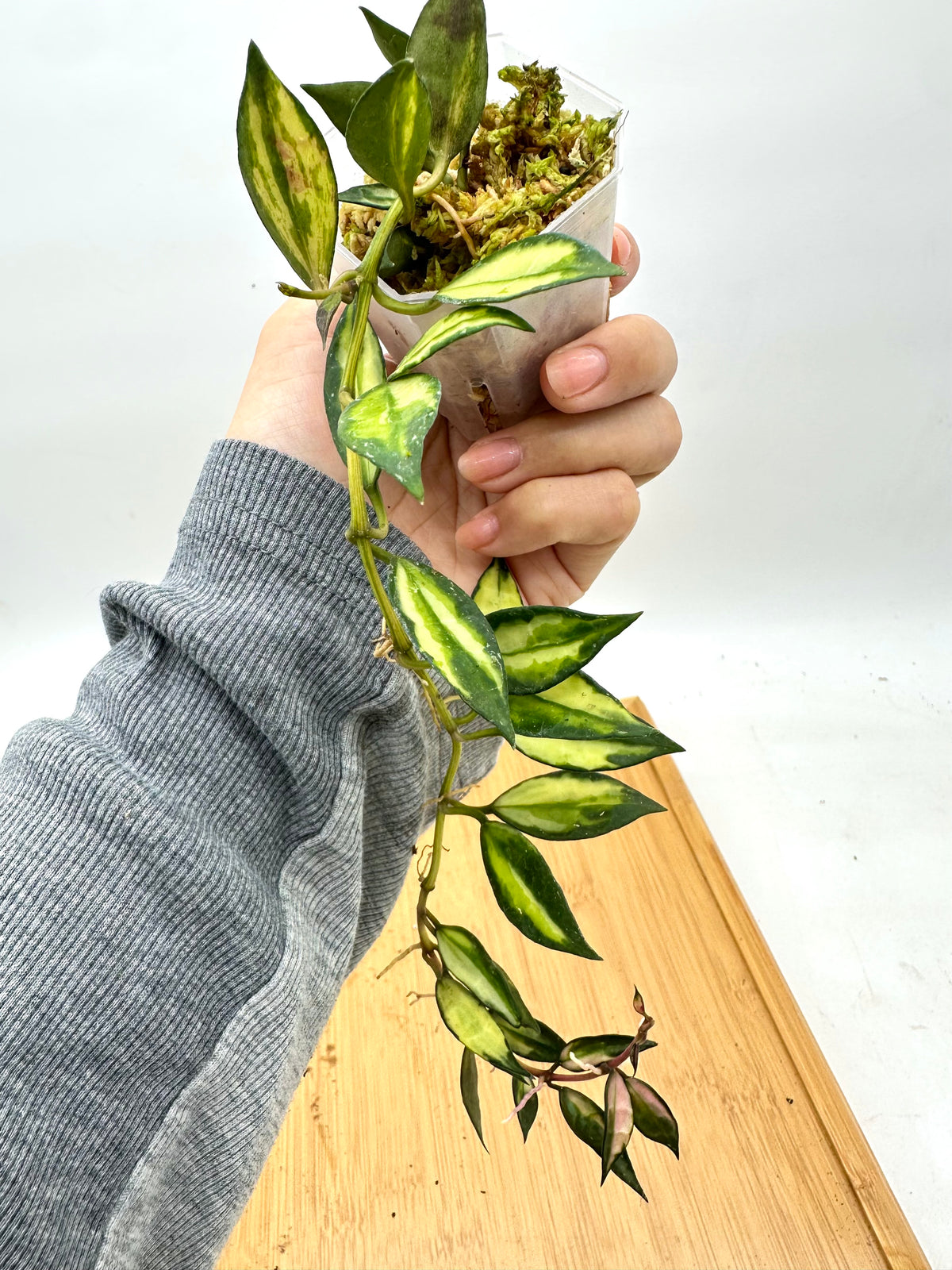 Hoya Lacunosa Variegated