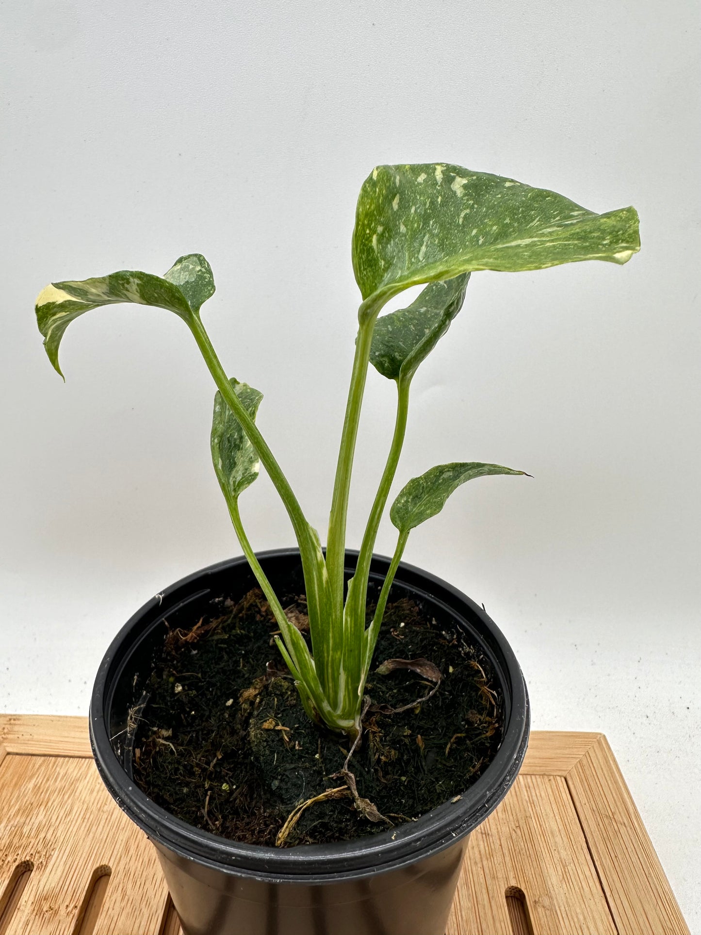 Monstera Miracle ‘Tri-Color Variegation’