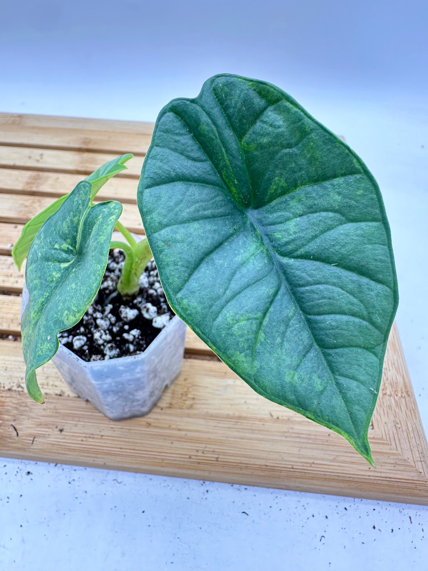 🦄 Alocasia Platinum Variegated