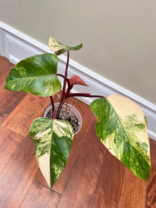 Philodendron Strawberry Shake Variegated