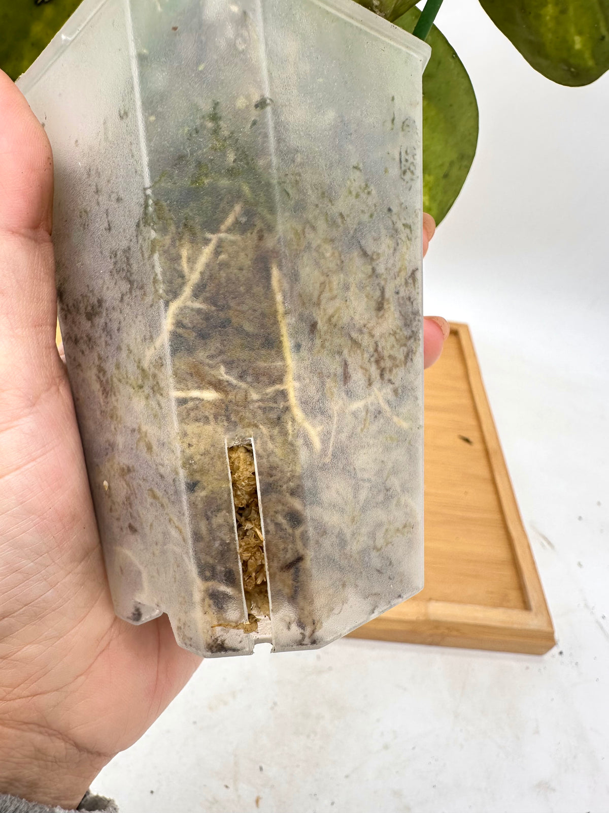 Hoya Kerri Inner Variegated - Multiple Growths