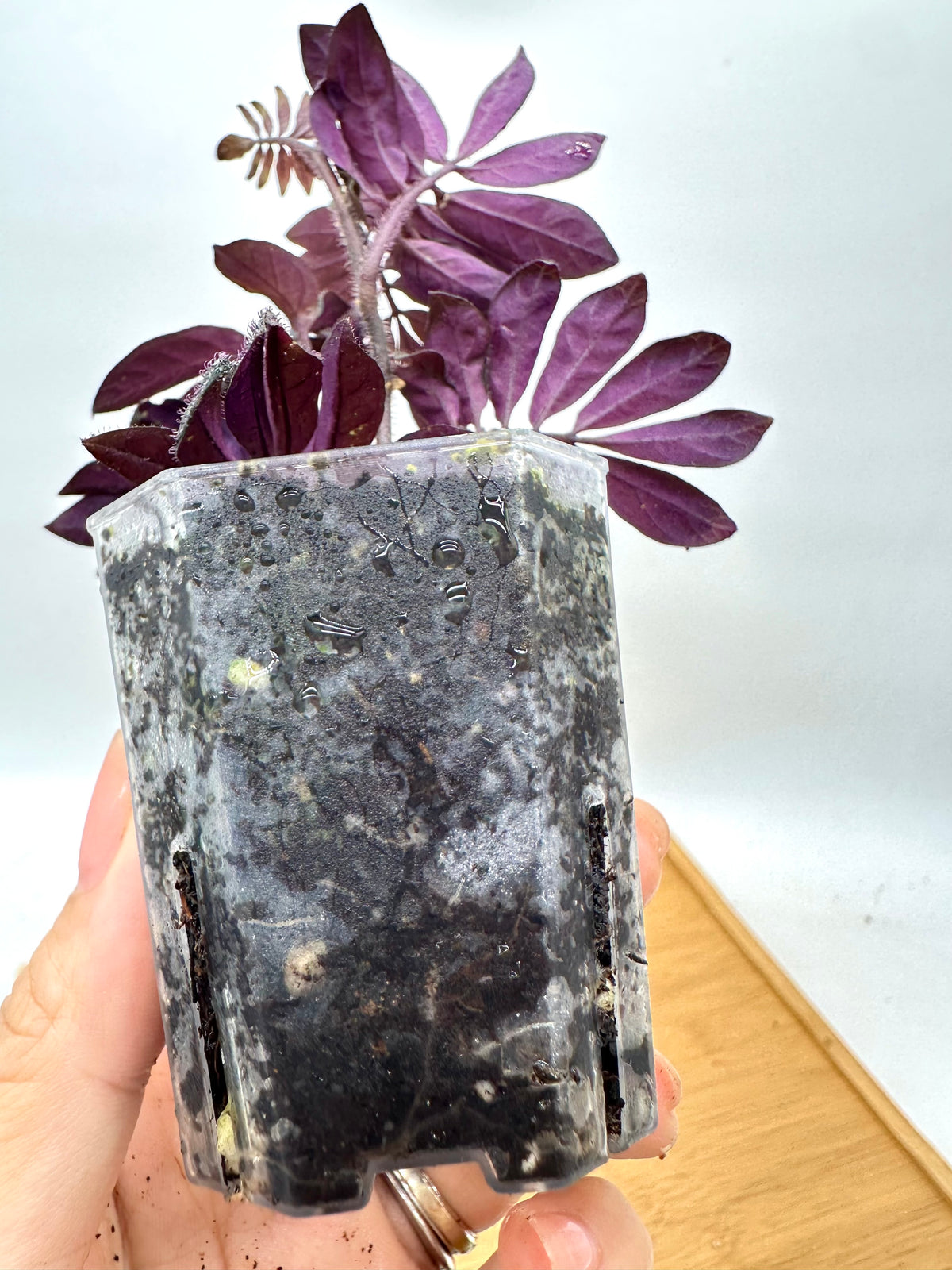 Solanum Uleanum