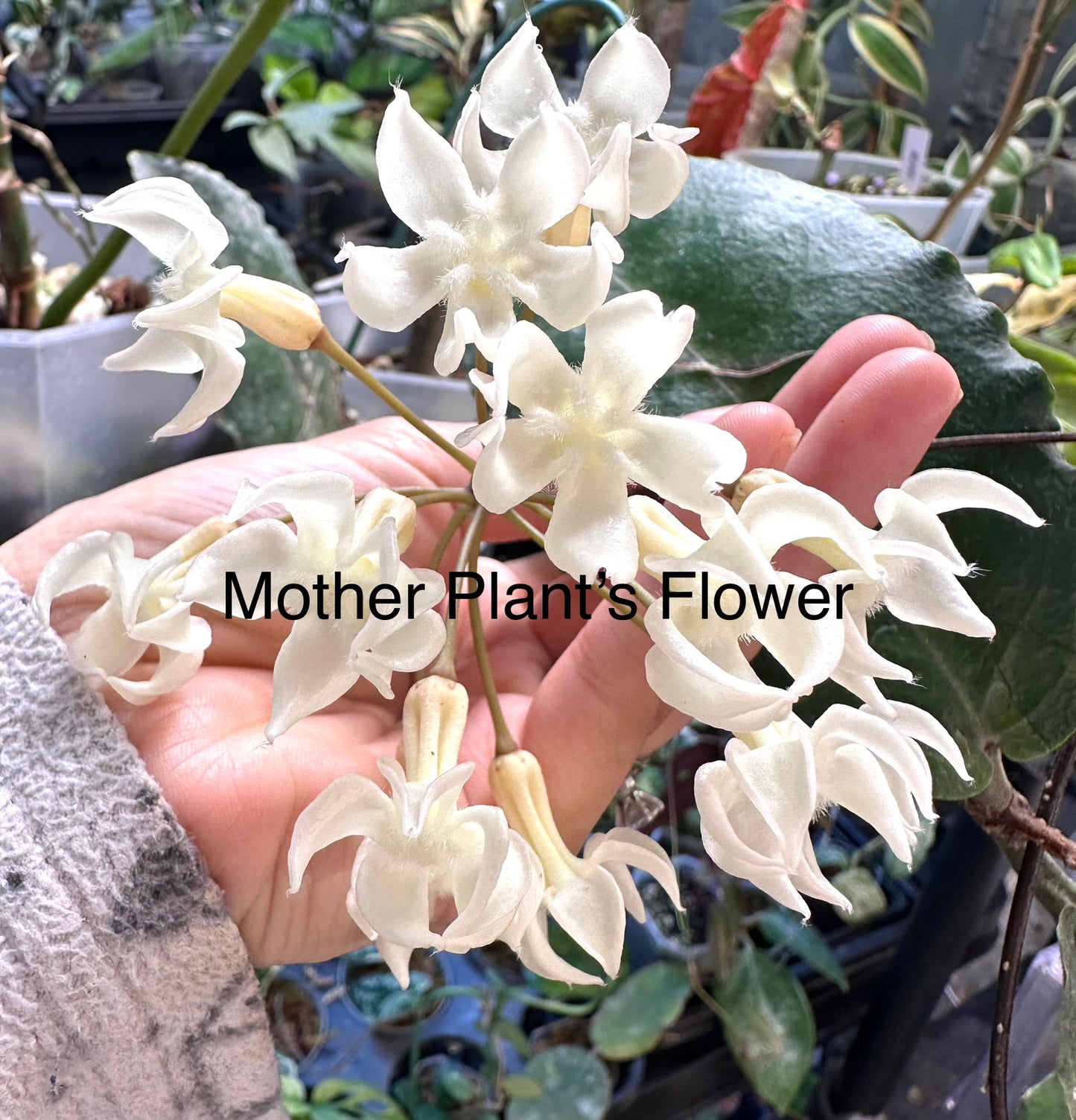 Hoya Versteegii