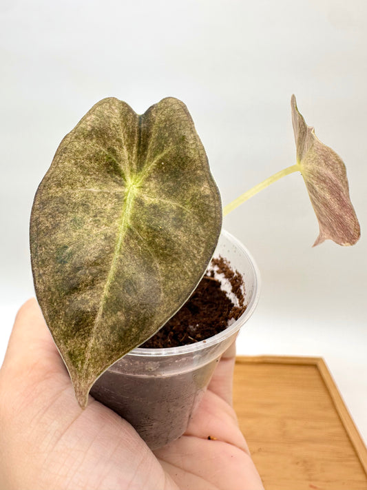 Alocasia Golden Bone Pink Mint Variegated - Small