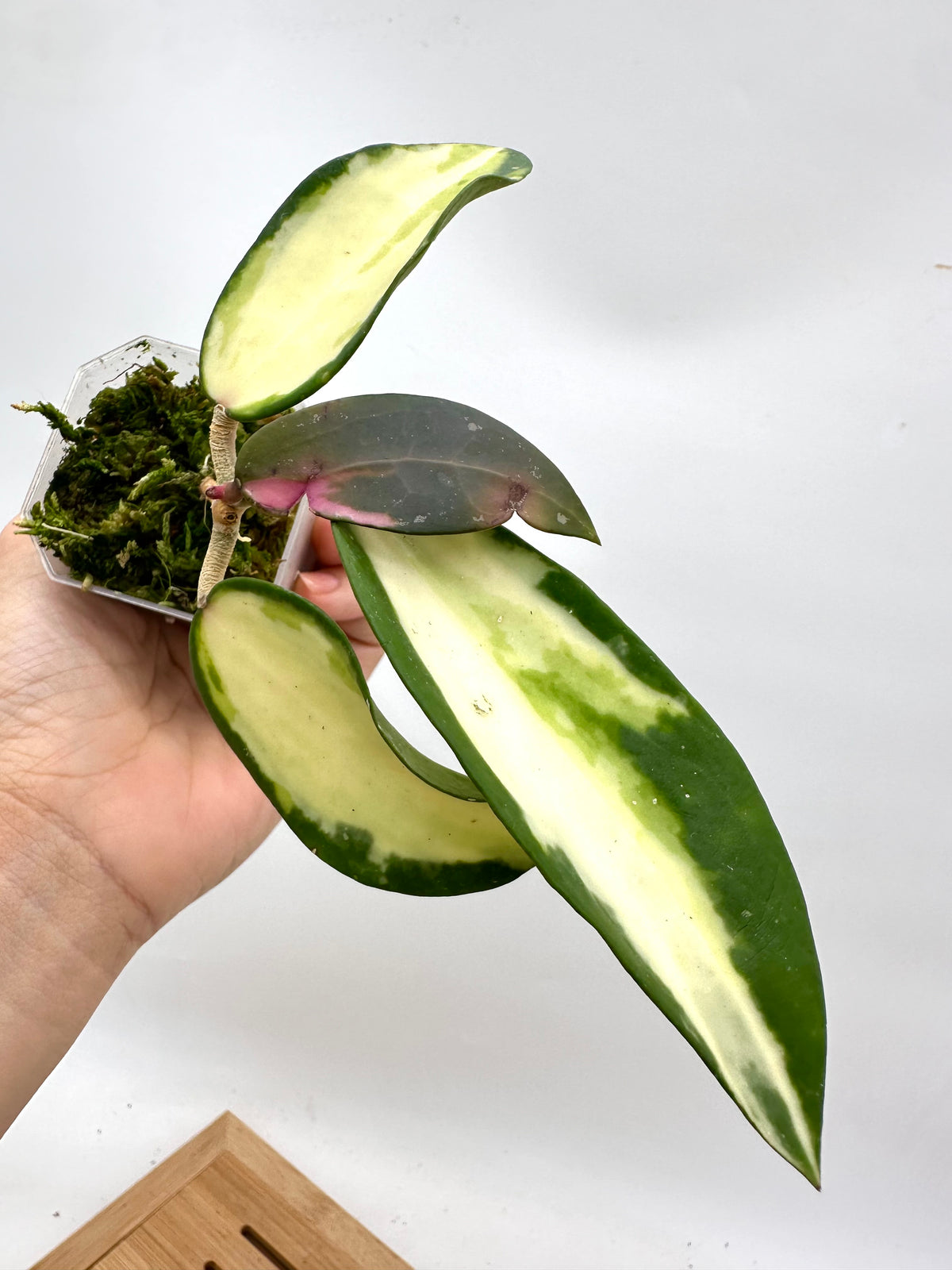 Hoya Acuta Inner Variegated