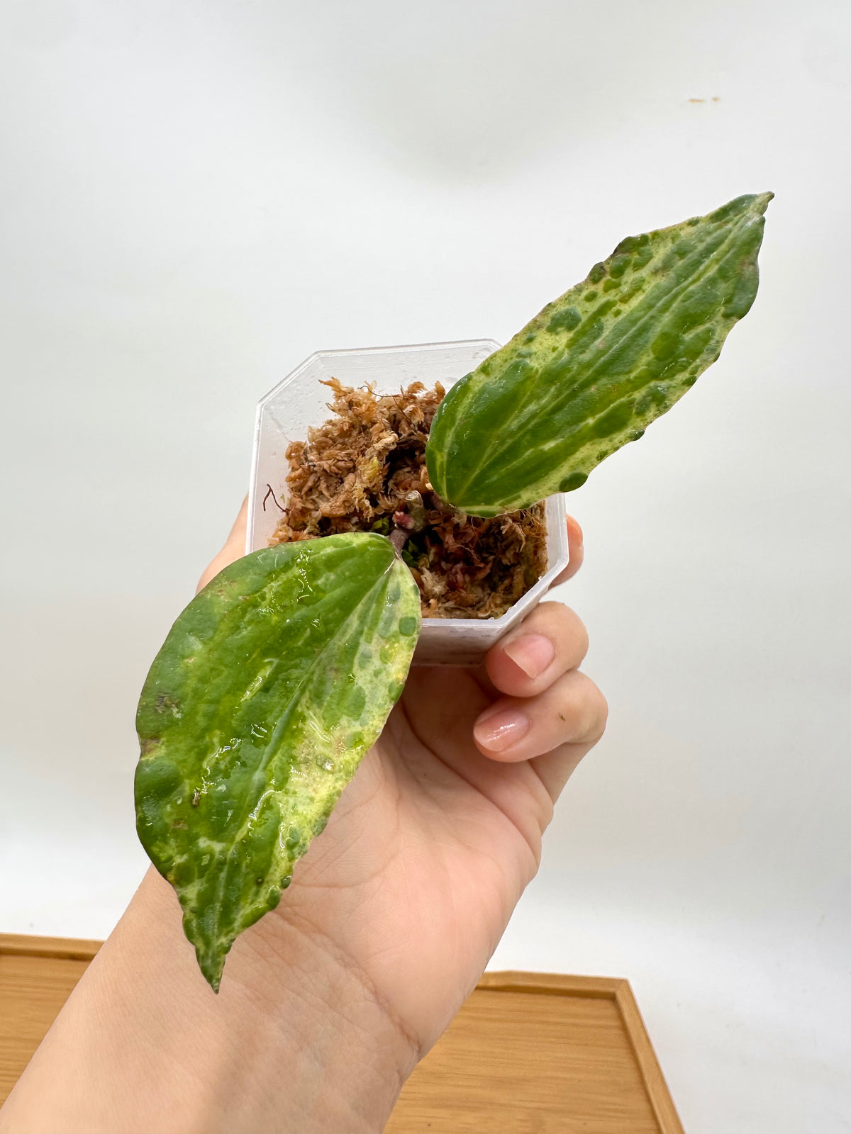 Hoya Crocodile - New Growth Activated