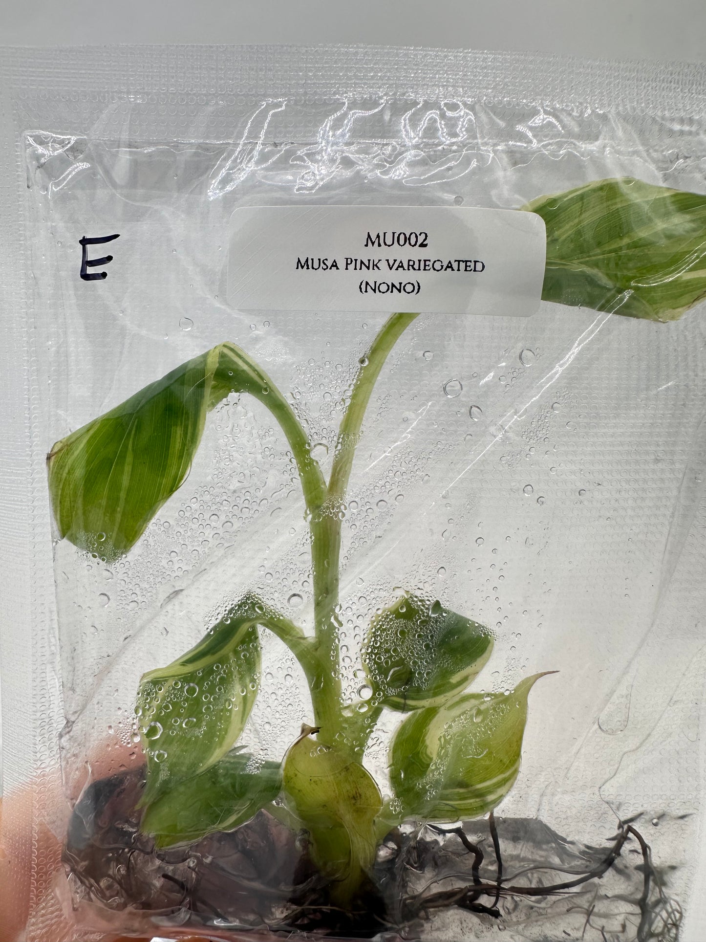 Tissue Culture - Musa Pink Variegated Banana Tree