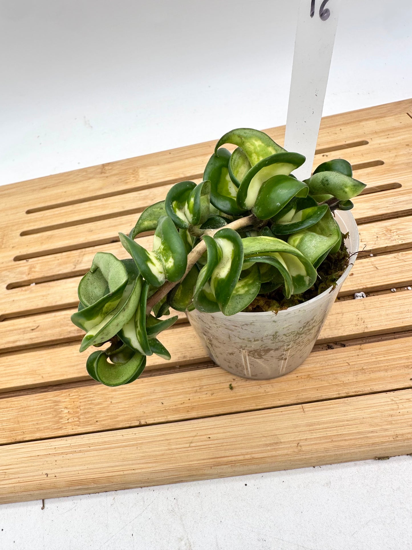 Hoya Muana Loa - Compacta Inner Variegated