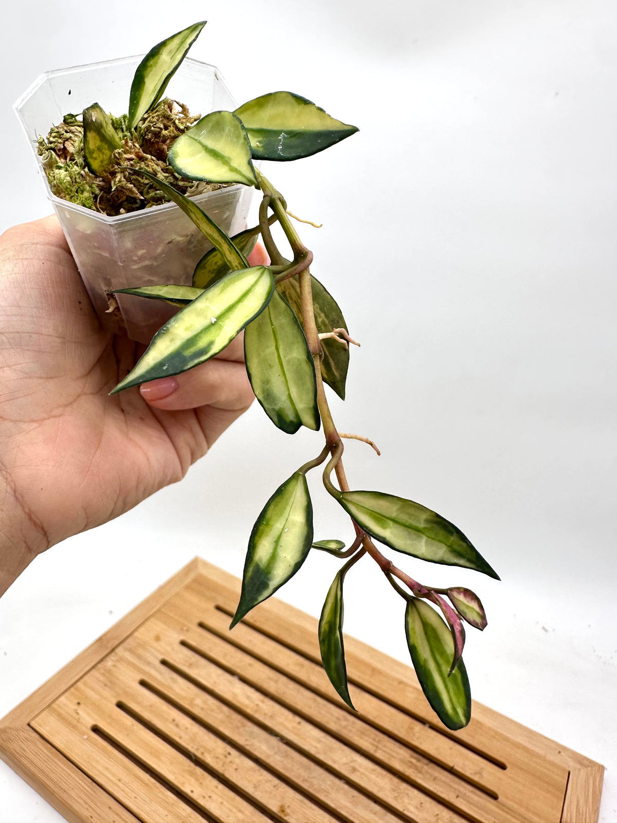 Hoya Lacunosa Variegated