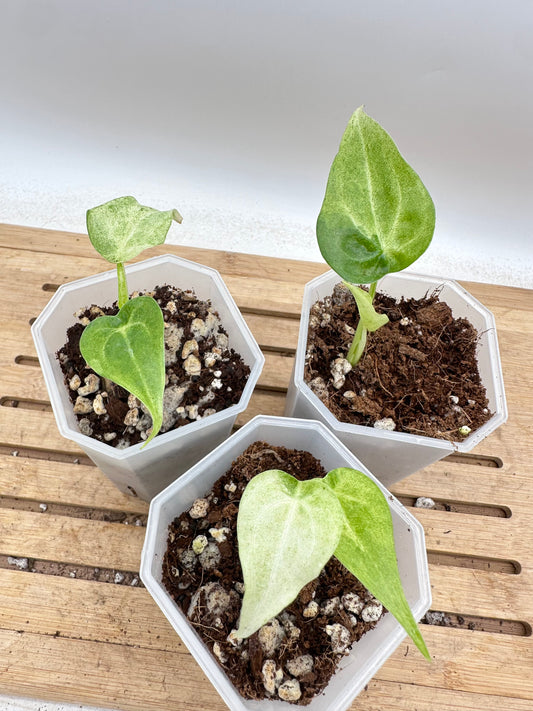 Alocasia Cucullata Mint Variegated - Grown from corm