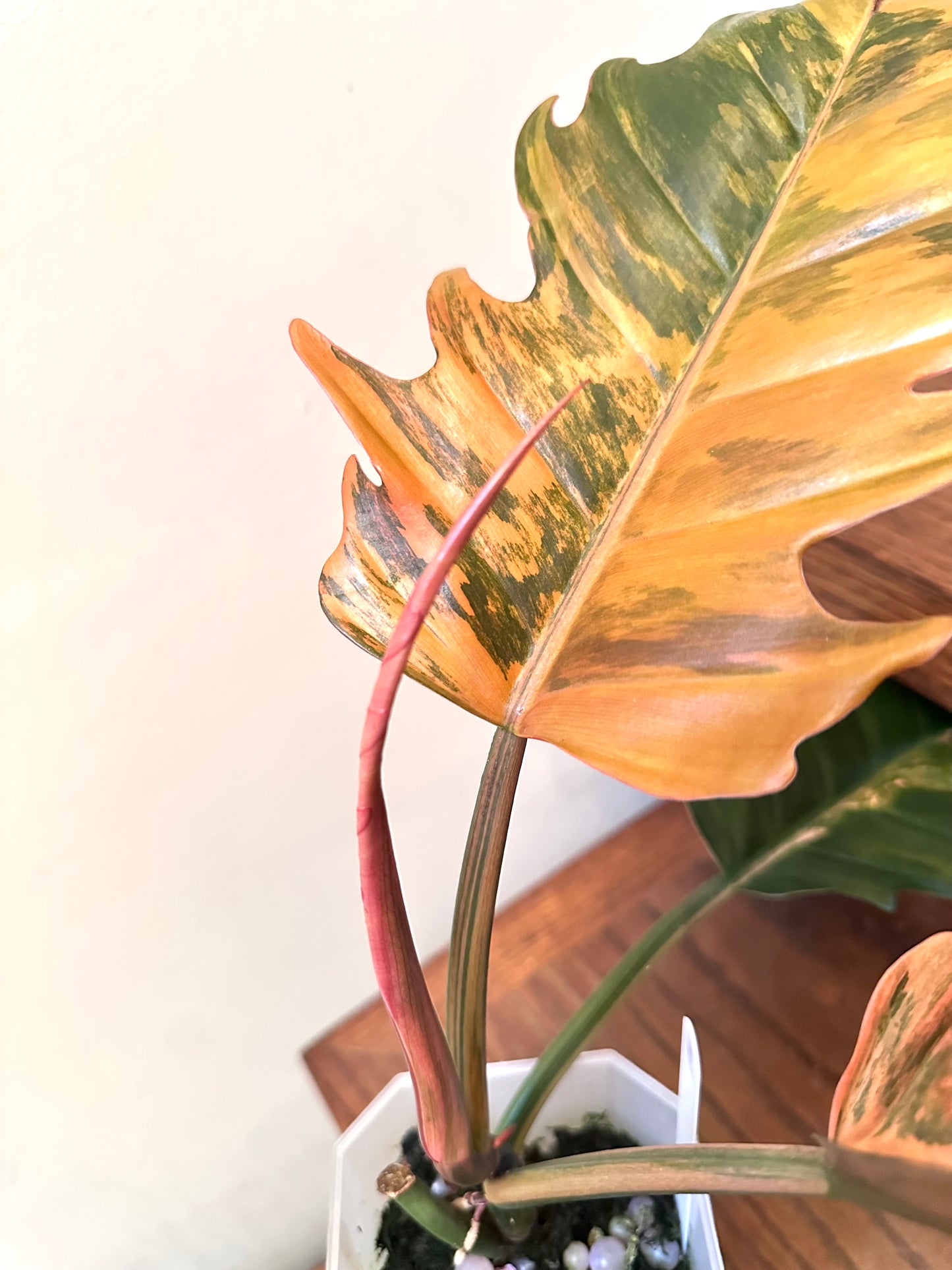 Philodendron Caramel Marble 03 - Grown From Top Cutting