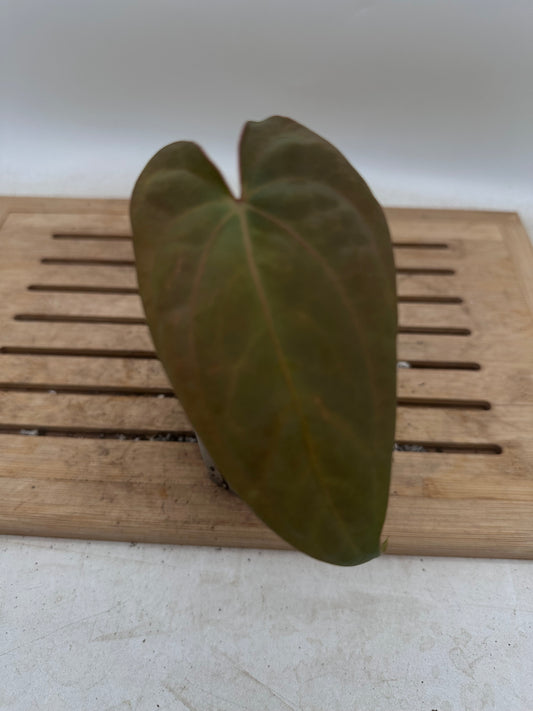 Anthurium DP x X One - Thanksgiving Sale 💚