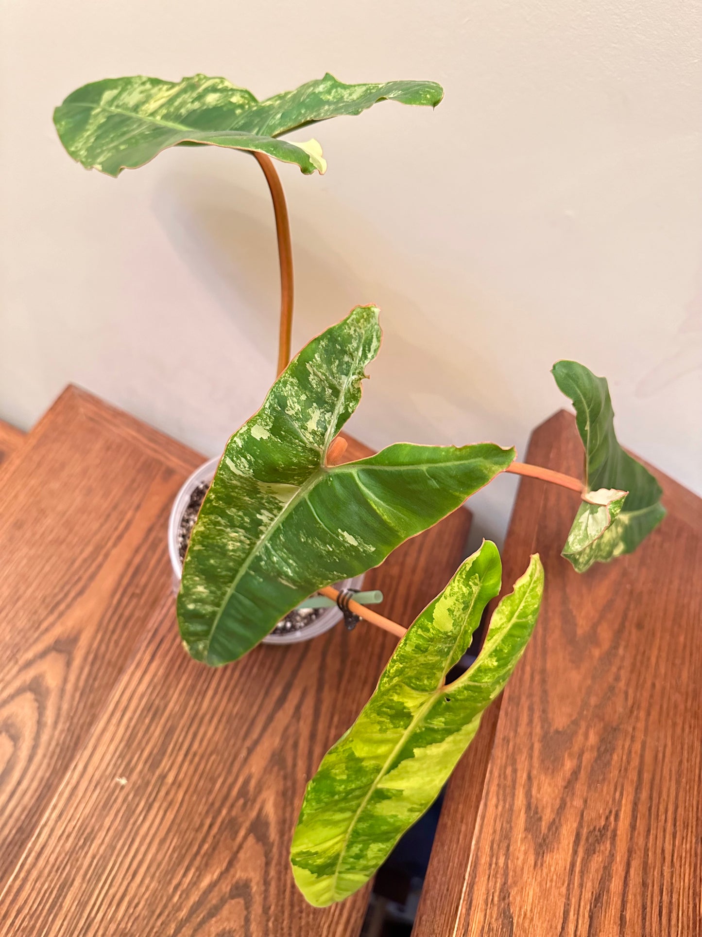 Thanksgiving Sales - Philodendron Billietiae Variegated Full Plant