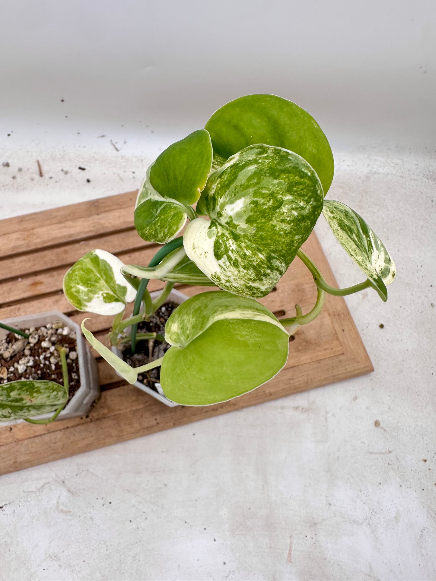 Combo Sale - Scindapsus Mayari & Mangurai