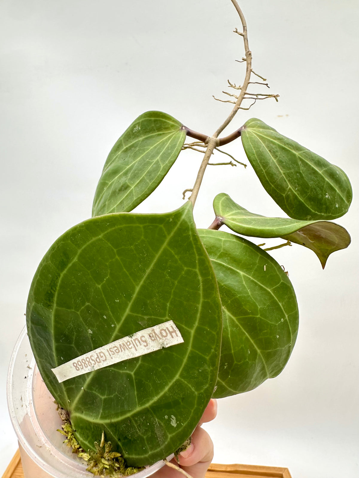 Hoya Sulawesi GPS8868