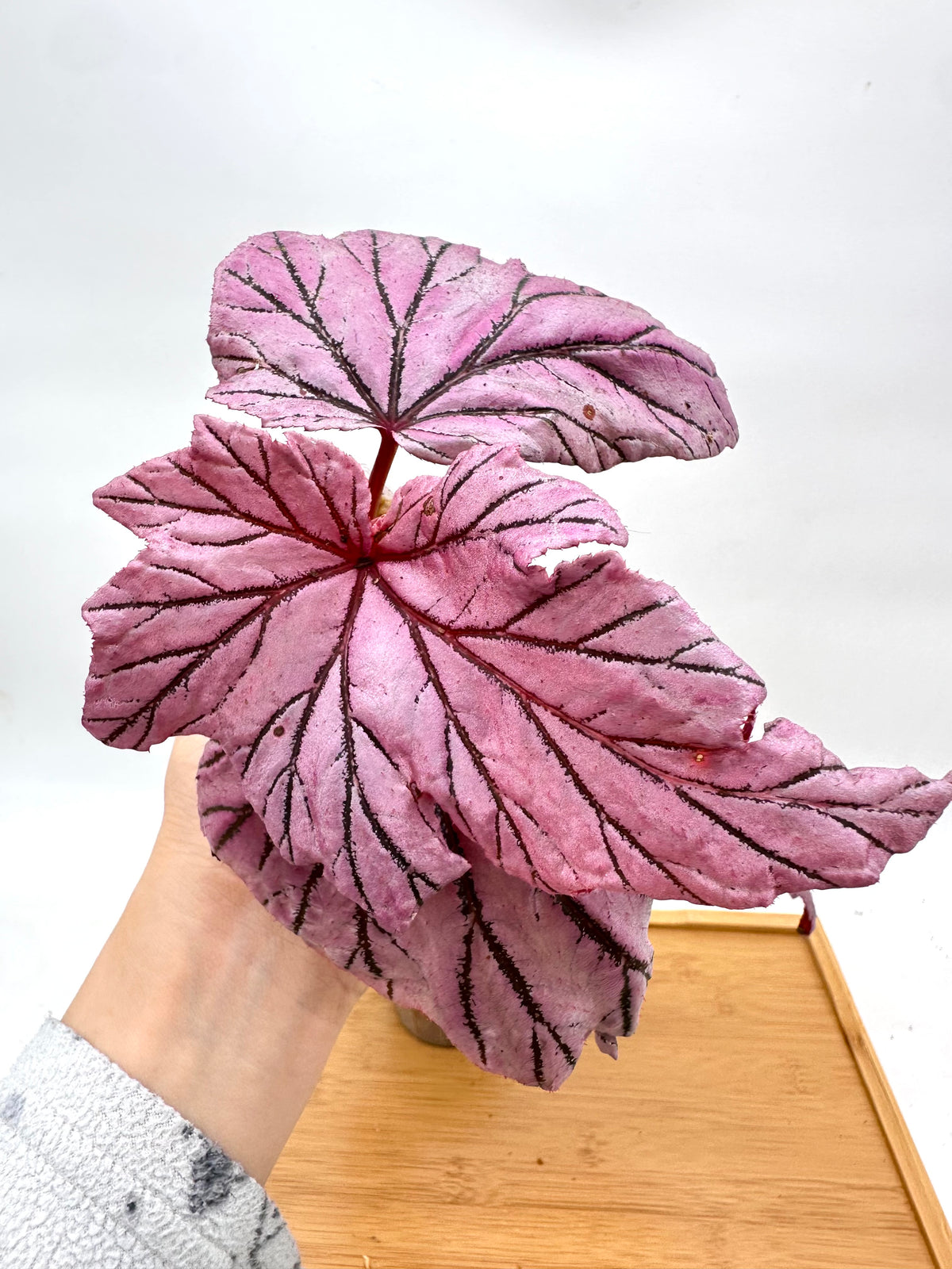 Begonia Lamoon